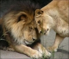 aslan burcu erkeği ve aslan burcu kadını uyumu