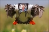 puffin