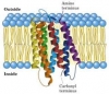 bacteriorhodopsin