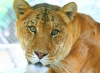 liger