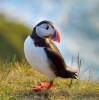 puffin