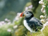 puffin