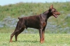 doberman