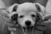 köpek / #861406