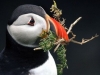 puffin