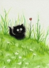kara kedi