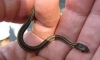 leptotyphlops carlae / #626973
