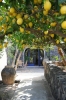 limon ağacı