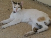 sahibine tecavüz eden adamı marizleyen kedi / #675735