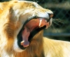 liger