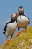 puffin