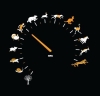 kainatın en hızlı canlısı / #788366