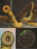 lamprey