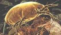 mite larla yaşamak