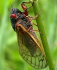 ağustos böceği