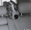 köpek / #868338