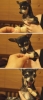 köpek / #914711