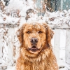 köpek / #949891