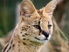 serval