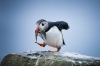 puffin