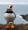 puffin