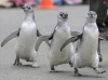 türk kadınlarının penguen gibi yürümesi / #993720