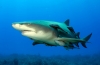 remora / #655251