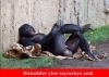 yazar nickinden yazarın diş sayısını tahmin etmek / #785565