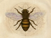 bal arısı