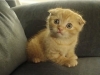 scottish fold