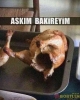 uludağ sözlükte bakir bakire var mıdır sorunsalı / #668017