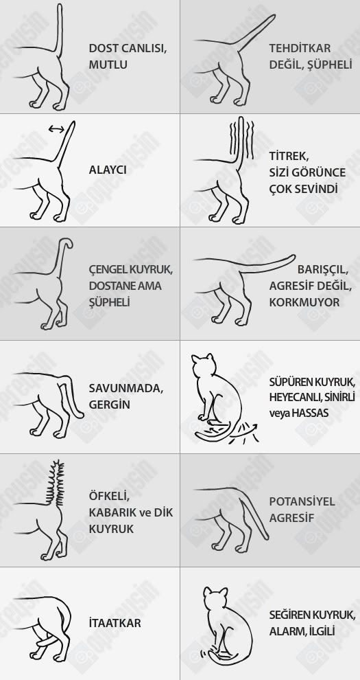 kedi hareketlerinin anlamları