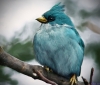 angry birds kuşunun gerçekte de var olması / #760937