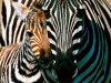 zebra / #894402