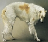 borzoi