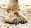 camel toe