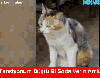 kızım bu gece de sevgilinde kal diyen izmirli baba / #790980