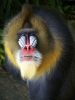 mandrill