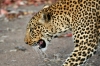 leopar