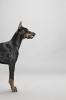 doberman / #772591