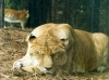 liger