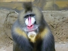 mandrill