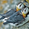 puffin