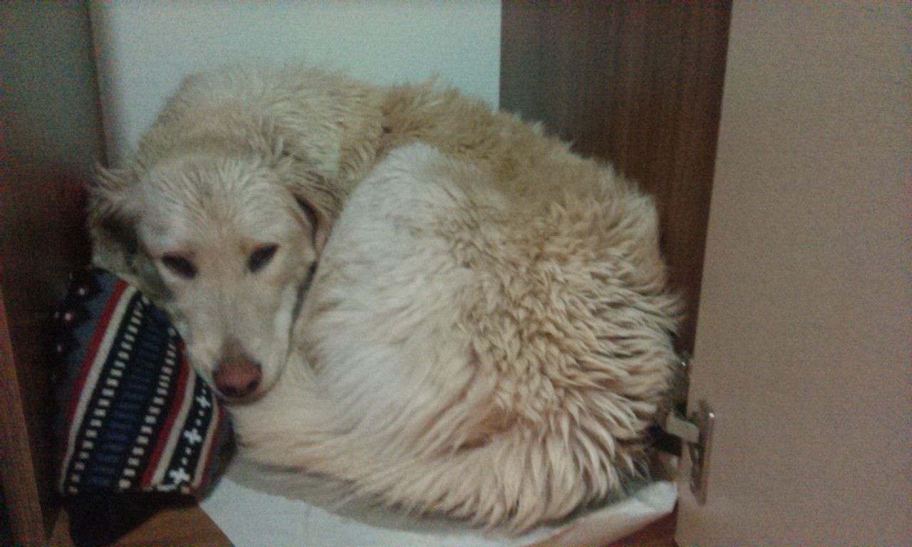 sokaktaki köpeği sahiplenmek uludağ sözlük