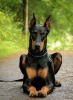 doberman / #772524