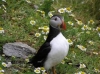 puffin