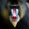 mandrill