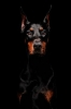 doberman / #608778