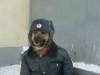 polis köpeği / #570597