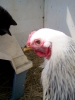 yanında sevgilisi varken kör tavuğa dönen kız / #583037